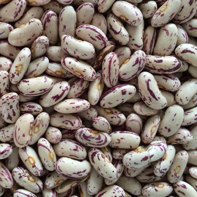 Light Speckled Kidney Beans 奶花芸豆